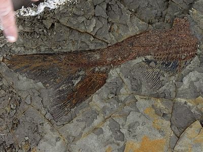 A partially exposed, 65-million-year-old fish from the Tanis deposit in North Dakota. 