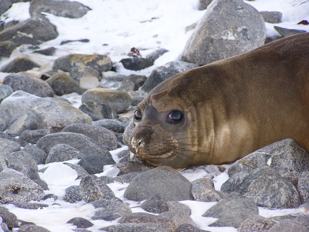 A seal on rocks in the snow.