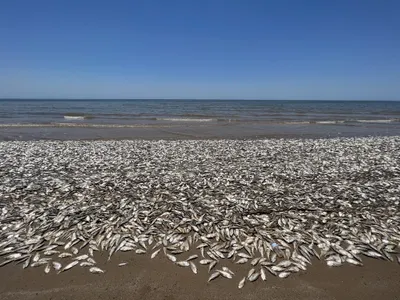 Thousands of dead fish&mdash;most of them Gulf menhaden&mdash;washed up on the beaches of Brazoria County in Texas.