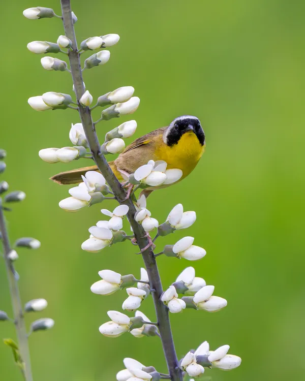 A common yellowthroat on white wild indigo thumbnail