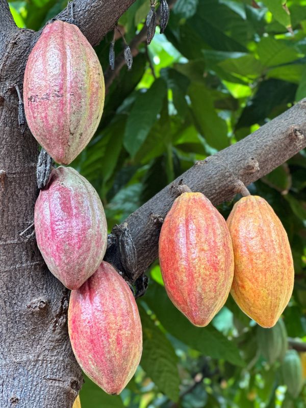 Cacao fruit rainbow thumbnail