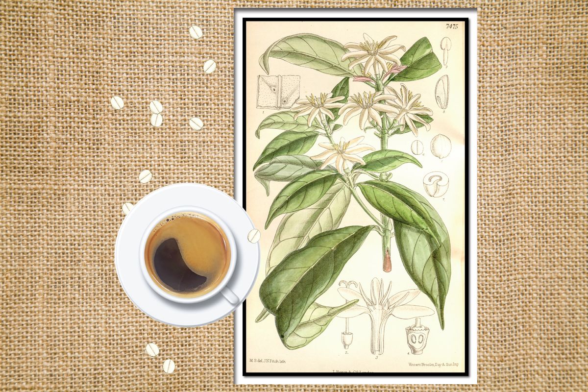One leading botanist is scouring remote corners of the earth to find new species that could keep our mugs full. #InternationalCoffeeDay <https://t.co/XI1ISVdhh6