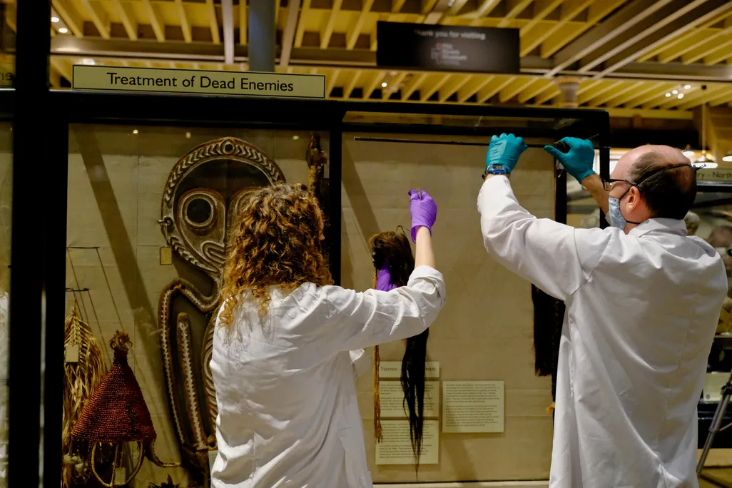 Two people in white lab coats and gloves; left, person with curly hair, and right, person with short balding hair, are in the process of removing tsantsa, small fist-sized skulls with long hair, from the display case