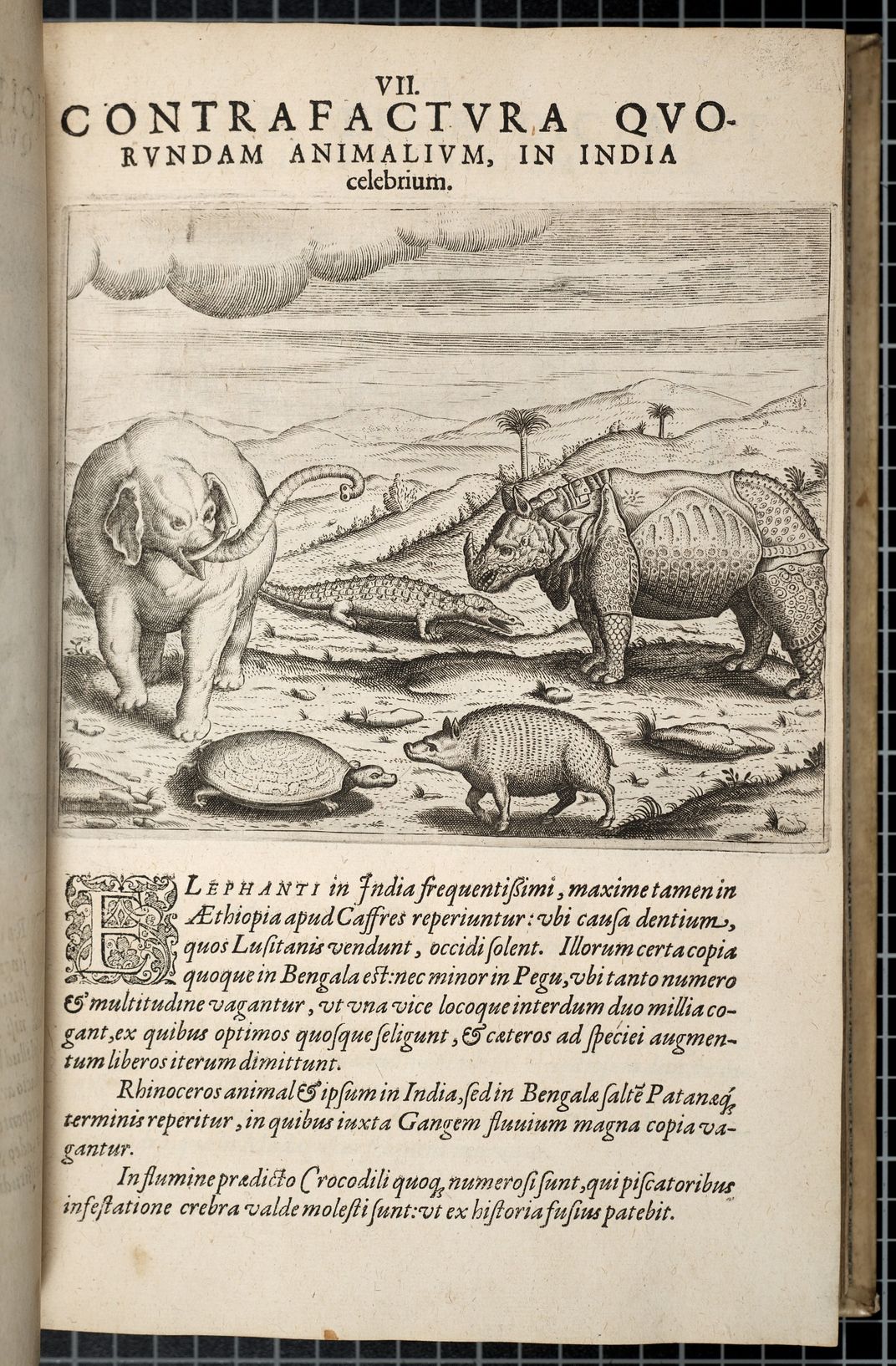 16th century natural history illustration with elephant, aligator, rhinoceros, turtle, and warthog.