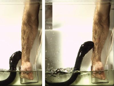 The electric eel makes it leaping attack onto a biologist's arm