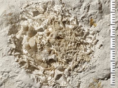 The fossil find, dubbed Danekr&aelig; DK-1295, contains regurgitated fragments of sea lilies.