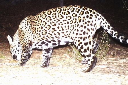 This jaguar was spotted by a wildlife camera in Arizona. 