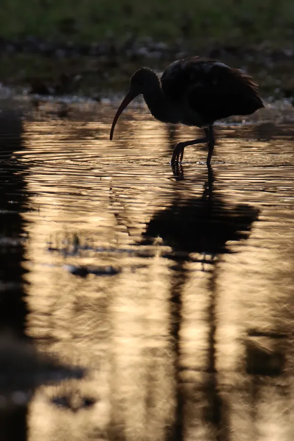 Golden Ibis thumbnail