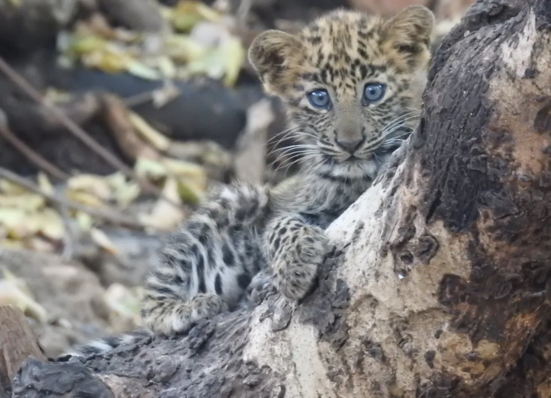 A close-up view of the baby leopard