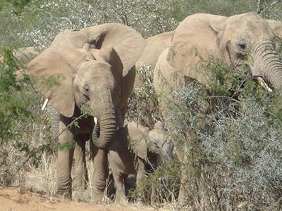 Migratory animals such as elephants cover long distances over both public and private lands.