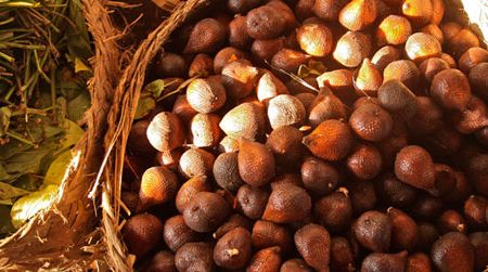 Monsaro’s snakefruit, freshly plucked from a nearby village.