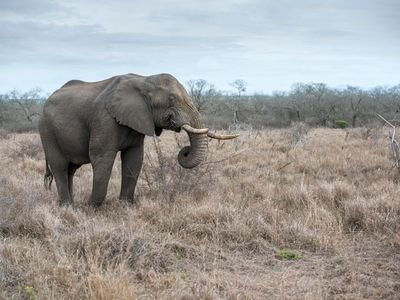 An African elephant wanders Hlane National Park in Swaziland. Now, 18 of the park's elephants may be airlifted to the United States due to drought.