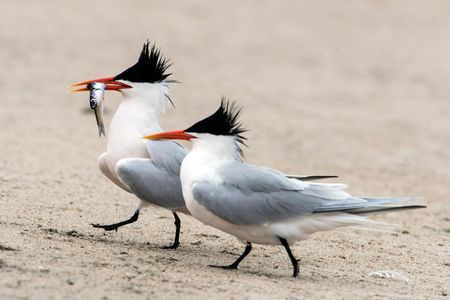 The aptly named elegant tern.