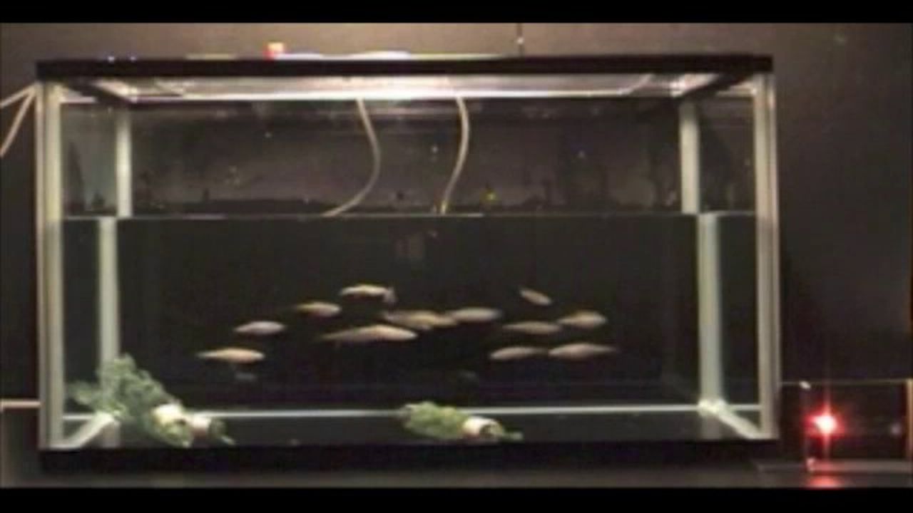 Preview thumbnail for Understanding What Makes Fish Flee