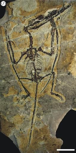 20110520083152darwinopterus-skeleton.jpg