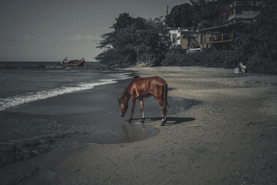 a horse next to the ocean