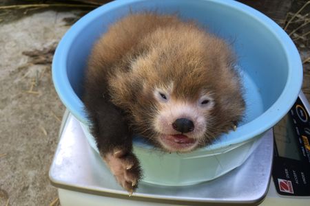 Moonlight's cub was born on June 17.