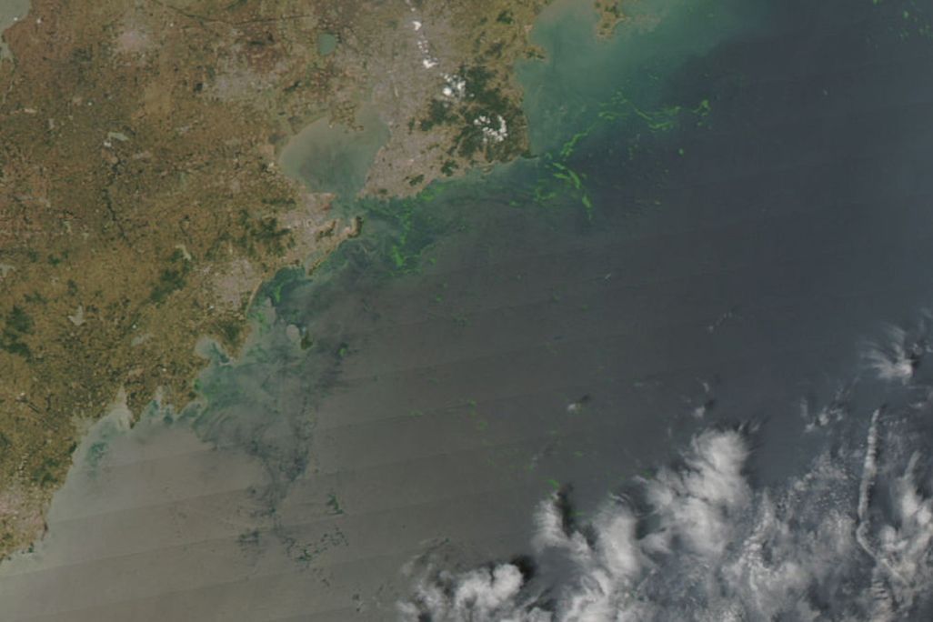 Algae in the Yellow Sea near Qingdao in 2008