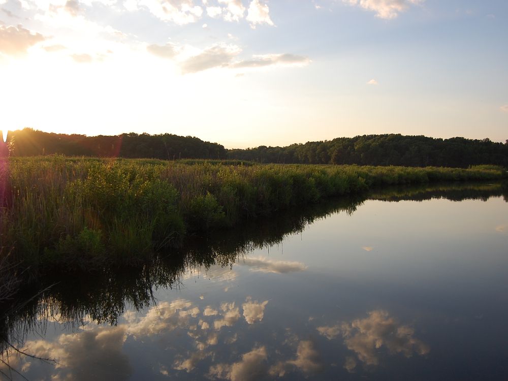 Marshes Grow Stronger When Faced With Increased Carbon Dioxide