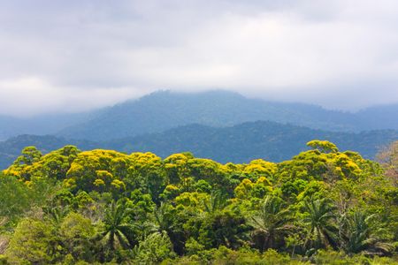 A view of part of Honduras' rainforest. 