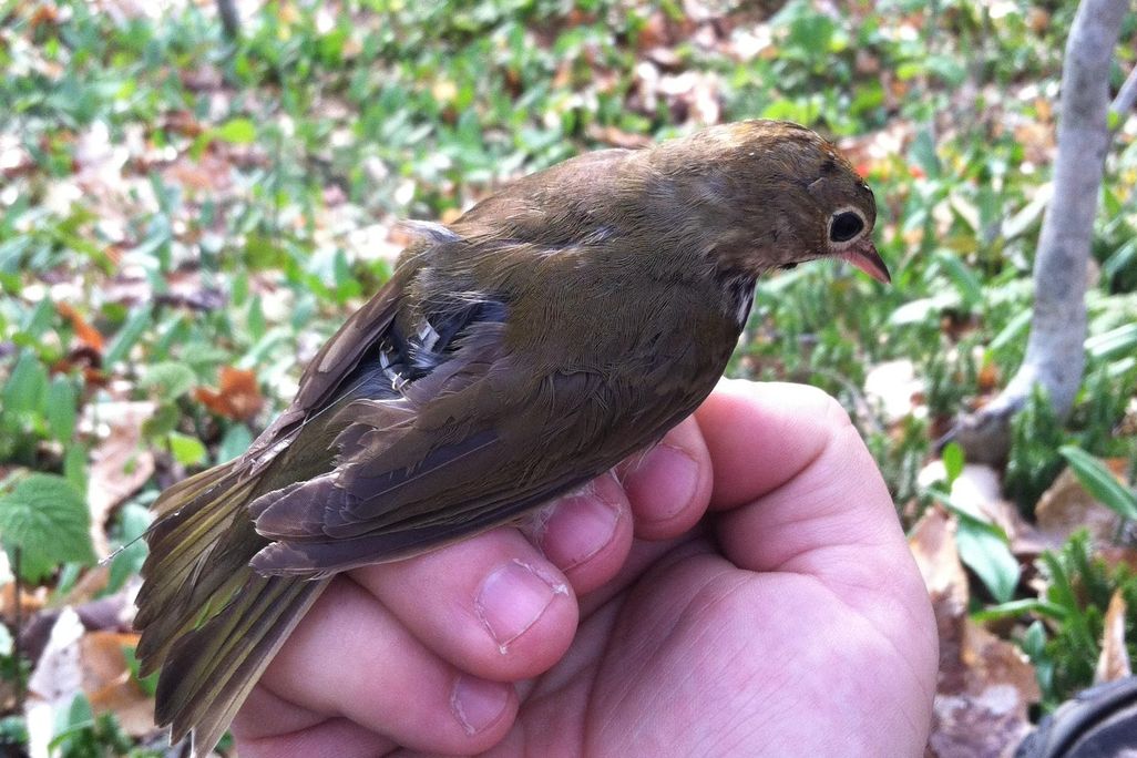 Bird2.jpg