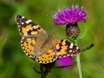 A painted lady butterfly, Vanessa cardui, one of thousands of insect species that migrate over southern England