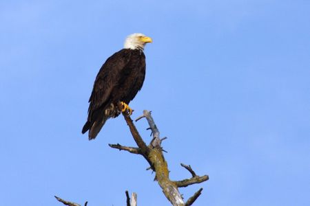 A new study found rat poison in the bodies of more than 80 percent of 133 dead bald and golden eagles from across the U.S.
