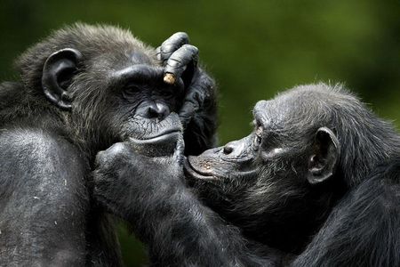 Bonding over a shared experience isn’t just a human thing.