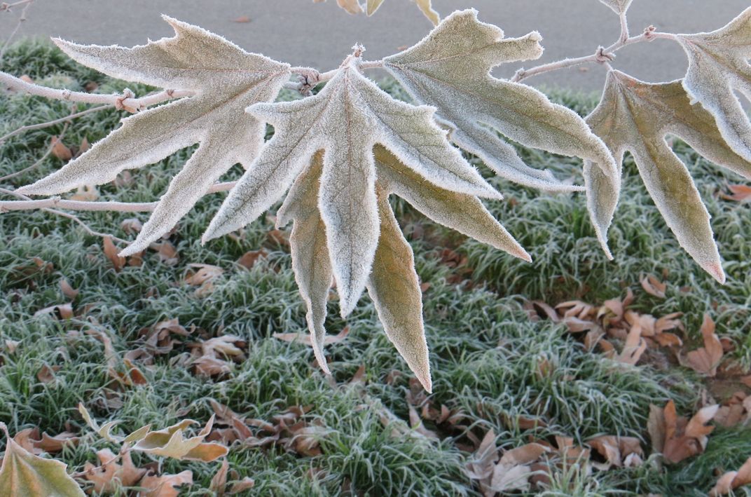 Frosted leaf Smithsonian Photo Contest Smithsonian Magazine