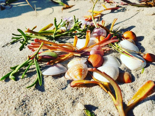 Seashells resting on a sand dune thumbnail