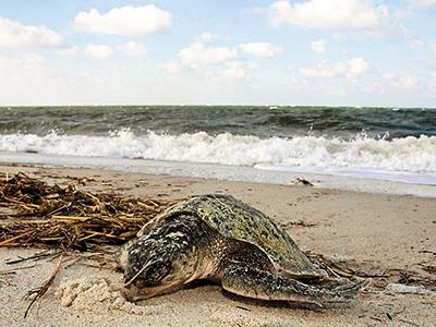 When some turtles swim south in the fall, scores of them get trapped by Cape Cod, where many die of hypothermia.