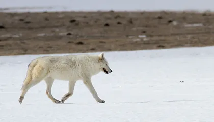 Yellowstone Is Among the World's Best Places to See Wild Wolves. Here's the Story of the Animal Called Both 'Public Enemy' and Cultural Icon