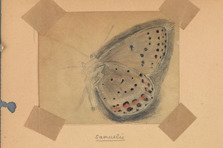 A sketch of a Lycaeides melissa samuelis butterfly.