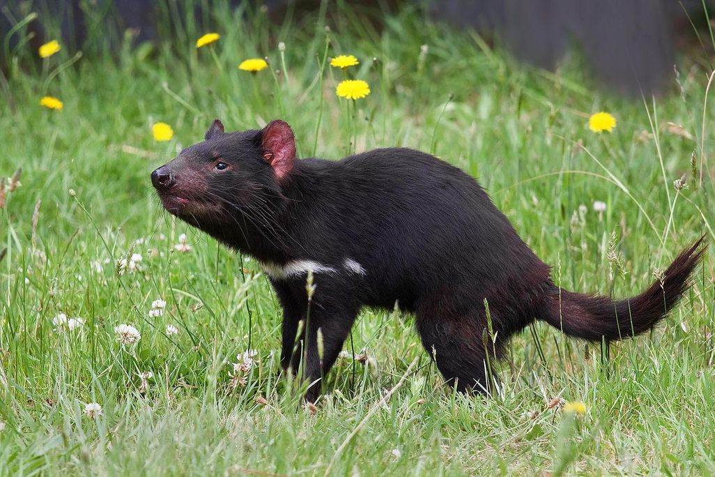 An image of a Tasmanian devil standing in a field of dandelions 