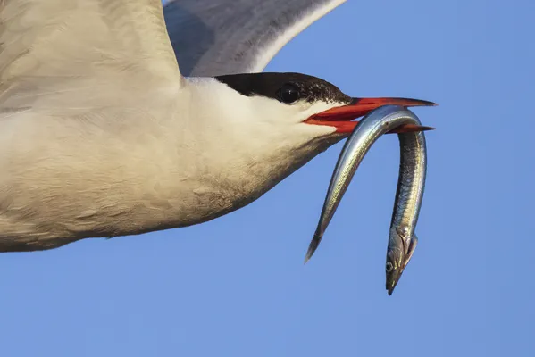 Common Tern with sand eel thumbnail