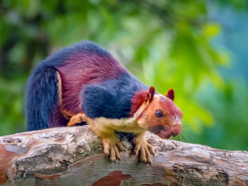 clipart of old lady feeding squirrels