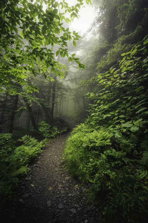 Tennessee Trail in the Fog thumbnail