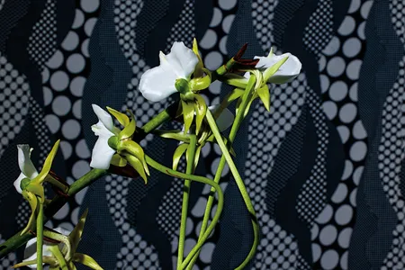 Angraecum longicalcar is threatened by increasing fires and a buzzing black market for orchids. Conservators at England&#39;s Royal Botanic Gardens, Kew, have been working to reintroduce seedlings into the wild.