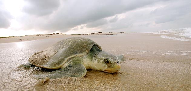 Discover The 5 Highest Tides in The World - A-Z Animals