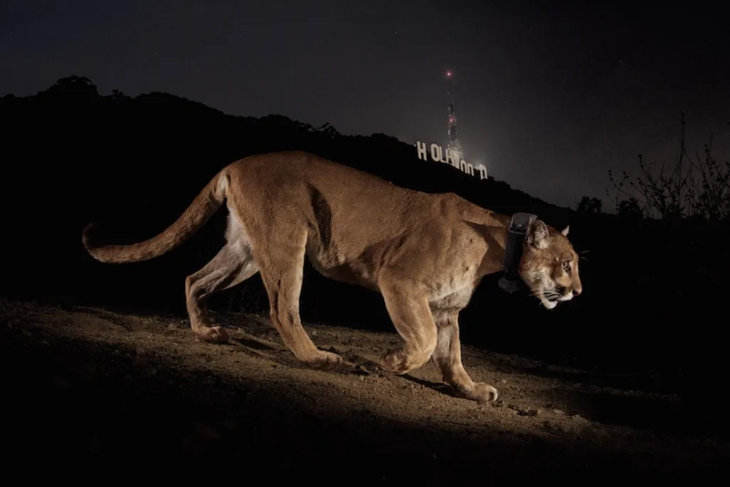 a cougar walks at night with the Hollywood sign in the background