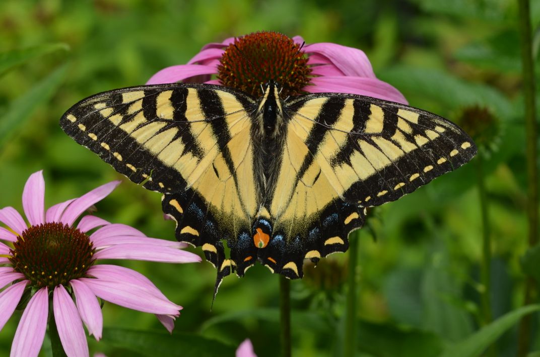 Eastern Tiger Swallowtail Butterfly Smithsonian Photo Contest