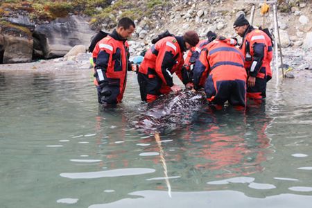 A narwhal being capture and tagged for the study