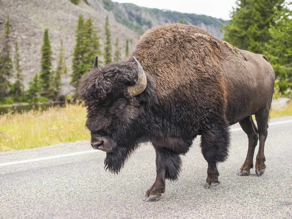 Bison on a road
