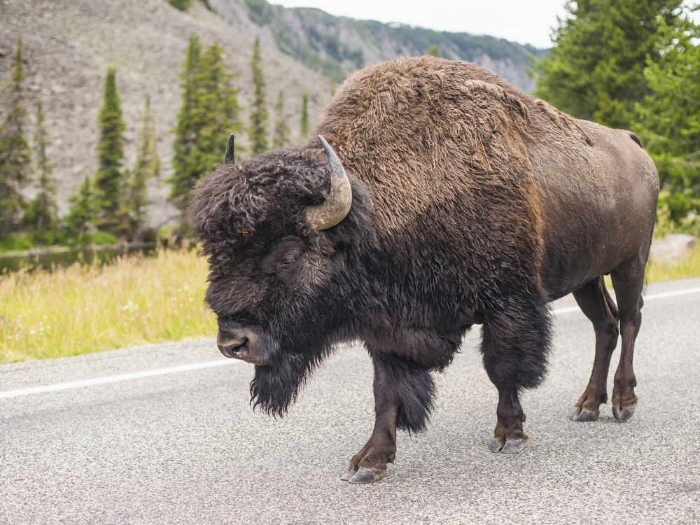 Bison on a road