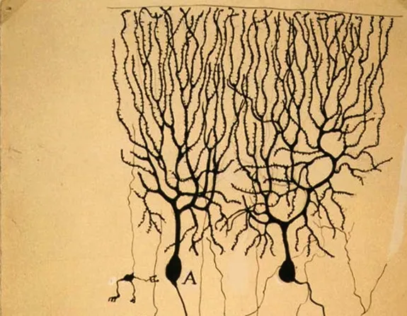 Drawing of Purkinje cells