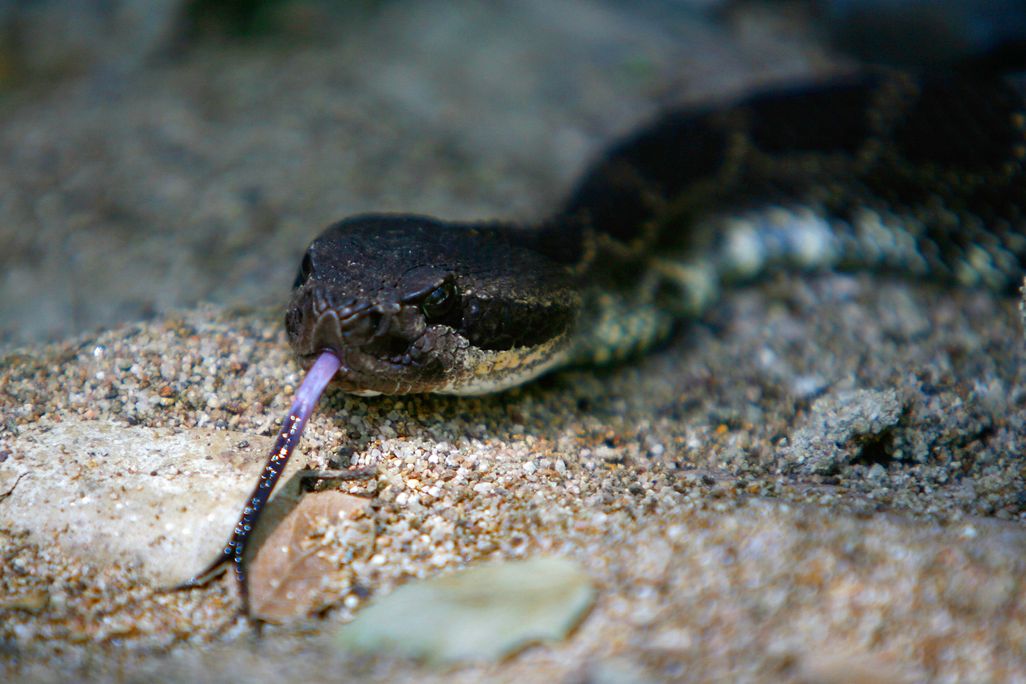 A southern Pacific rattlesnake slithers over a finely rocky surface with its tongue out