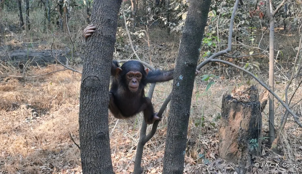 A chimpanzee in a tree