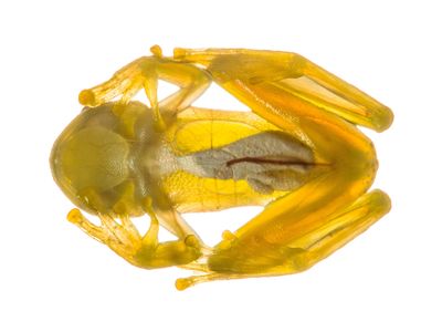 The glass frog's translucent stomach skin offers a window into its internal organs. New research finds this odd seeming trait may help the frogs evade predators.