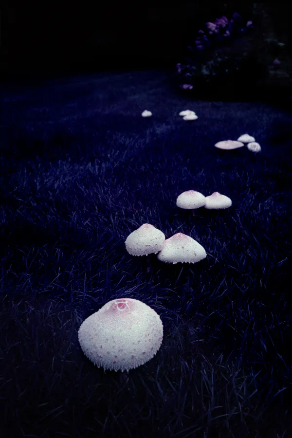 Mushrooms in grass thumbnail