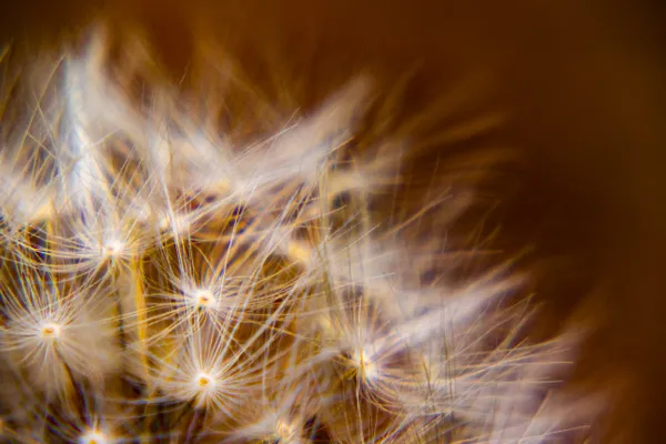 Close Up of a Dandelion thumbnail